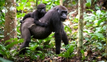 Gorilla Trekking Rwanda, Uganda